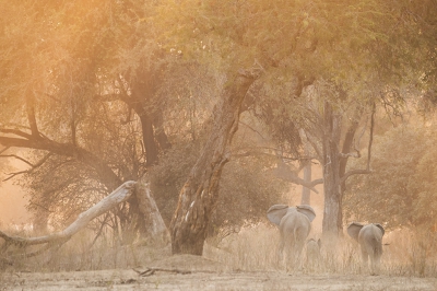 Tijdens de fotoreis naar Zimbabwe onlangs zagen we dit in onze eerste avondwandeling. In Mana pools is het bos schitterend en het licht is er altijd mooi. Eigenlijk is ieder dier hier mooi in de foto en zonder dier kan je hier geweldige bosfoto's maken.  Een plek om blij van te worden, geen gedoe met tig busjes met zendbakkies,  je moet hier gewoon je "eigen dier"vinden, in de auto of gewoon te voet als deze avond.  Heel "zen".