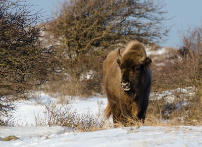 <i class='fa fa-user'></i>&nbsp;Eef Kieft&nbsp;|  Wisent&nbsp; <i class='fa fa-eye'>&nbsp;219</i> &nbsp;<i class='fa fa-thumbs-up'>&nbsp;3</i> &nbsp; <i class='fa fa-comment-o'>&nbsp;3</i>