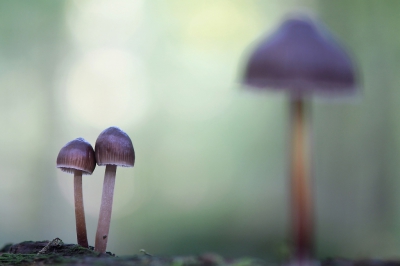 <i class='fa fa-user'></i>&nbsp;boerke&nbsp;|  Streepsteelmycena&nbsp; <i class='fa fa-eye'>&nbsp;202</i> &nbsp;<i class='fa fa-thumbs-up'>&nbsp;8</i> &nbsp; <i class='fa fa-comment-o'>&nbsp;6</i>