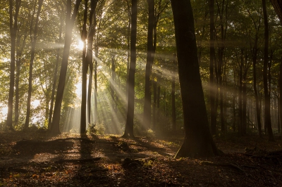 <i class='fa fa-user'></i>&nbsp;gertjan&nbsp;|  Zonnestralen in het bos&nbsp; <i class='fa fa-eye'>&nbsp;150</i> &nbsp;<i class='fa fa-thumbs-up'>&nbsp;5</i> &nbsp; <i class='fa fa-comment-o'>&nbsp;3</i>