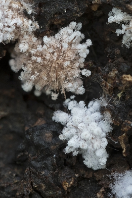 <i class='fa fa-user'></i>&nbsp;danny.declercq&nbsp;|  Chromelosporium carneum&nbsp; <i class='fa fa-eye'>&nbsp;63</i> &nbsp; <i class='fa fa-comment-o'>&nbsp;2</i>