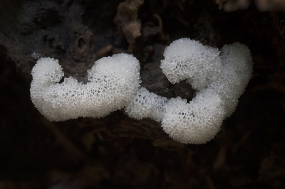 <i class='fa fa-user'></i>&nbsp;danny.declercq&nbsp;|  Ceratiomyxa porioides&nbsp; <i class='fa fa-eye'>&nbsp;189</i> &nbsp;<i class='fa fa-thumbs-up'>&nbsp;10</i> &nbsp; <i class='fa fa-comment-o'>&nbsp;11</i>