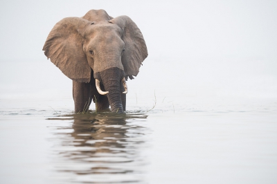 <i class='fa fa-user'></i>&nbsp;Loulou Beavers&nbsp;|  Afrikaanse Olifant&nbsp; <i class='fa fa-eye'>&nbsp;195</i> &nbsp; <i class='fa fa-comment-o'>&nbsp;1</i>
