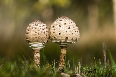 Bij mooi helder weer trof ik dit knusse tweetal aan op een open plek in de buurt van eikenbomen. Omdat ze er als een leuk koppeltje uitzagen heb ik ze gefotografeerd want meestal vind ik deze soort niet echt spectaculair om te zien.