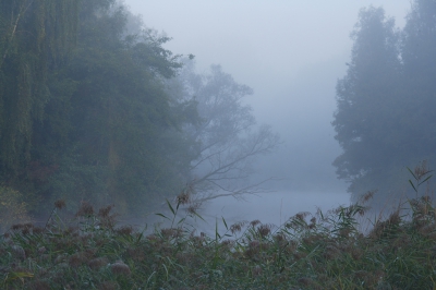 Zaterdagochtend genoten van het mooie licht in het Larserbos. De waterpartijen die in het Larserbos liggen zijn overgebleven van zandwinning voor de aanleg van wegen in de Flevopolder. Zo zijn er meer: men graaft zand op, plant er bomen omheen en voila: een natuur-recreatie gebied. En daar kunnen wij nu van genieten.