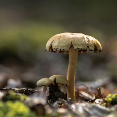 DEze trof ik aan in de omgeving van beuken- en dennenbomen. Het is mij niet gelukt de juiste naam te vinden. Wie kan deze wel thuisbrengen?