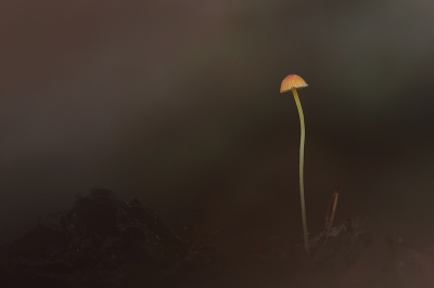 <i class='fa fa-user'></i>&nbsp;Pieter  LJ&nbsp;|  Oranje Dwergmycena&nbsp; <i class='fa fa-eye'>&nbsp;165</i> &nbsp;<i class='fa fa-thumbs-up'>&nbsp;4</i> &nbsp; <i class='fa fa-comment-o'>&nbsp;8</i>