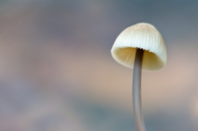 <i class='fa fa-user'></i>&nbsp;kiran&nbsp;|  Melksteelmycena&nbsp; <i class='fa fa-eye'>&nbsp;123</i> &nbsp; <i class='fa fa-comment-o'>&nbsp;5</i>