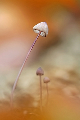 <i class='fa fa-user'></i>&nbsp;YvonneYfra&nbsp;|  Mycena sp.&nbsp; <i class='fa fa-eye'>&nbsp;160</i> &nbsp;<i class='fa fa-thumbs-up'>&nbsp;5</i> &nbsp; <i class='fa fa-comment-o'>&nbsp;5</i>
