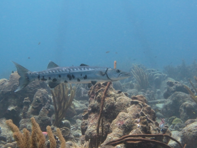 <i class='fa fa-user'></i>&nbsp;Vincent Rijnbende&nbsp;|  Grote Barracuda&nbsp; <i class='fa fa-eye'>&nbsp;154</i> &nbsp; <i class='fa fa-comment-o'>&nbsp;3</i>
