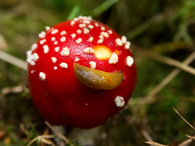 Mij viel vooral op dat deze slak schijnbaar geen nadelige effecten heeft van het eten van een paddestoel met strychnine. Of zit er alleen muscarine in zoals ik zag bij het opzoeken van de gegevens.