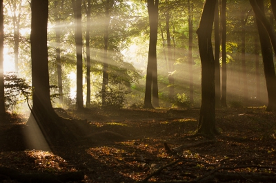 <i class='fa fa-user'></i>&nbsp;gertjan&nbsp;|  Zonnestralen in het bos&nbsp; <i class='fa fa-eye'>&nbsp;129</i> &nbsp; <i class='fa fa-comment-o'>&nbsp;4</i>