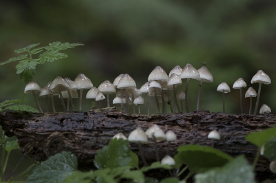 <i class='fa fa-user'></i>&nbsp;danny.declercq&nbsp;|  Bundelmycena&nbsp; <i class='fa fa-eye'>&nbsp;167</i> &nbsp;<i class='fa fa-thumbs-up'>&nbsp;4</i> &nbsp; <i class='fa fa-comment-o'>&nbsp;8</i>
