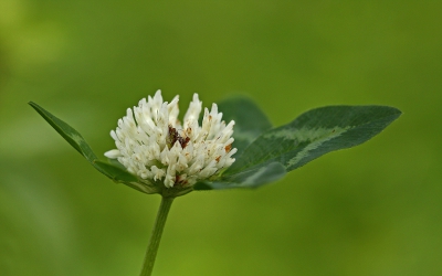 <i class='fa fa-user'></i>&nbsp;Cor&nbsp;|  Witte Klaver&nbsp; <i class='fa fa-eye'>&nbsp;116</i> &nbsp;<i class='fa fa-thumbs-up'>&nbsp;2</i> &nbsp; <i class='fa fa-comment-o'>&nbsp;11</i>