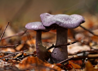 <i class='fa fa-user'></i>&nbsp;natuur(a)art&nbsp;|  Violette  Gordijnzwam&nbsp; <i class='fa fa-eye'>&nbsp;135</i> &nbsp; <i class='fa fa-comment-o'>&nbsp;4</i>
