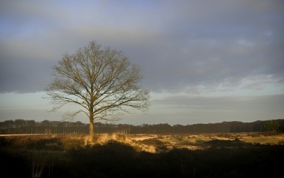 <i class='fa fa-user'></i>&nbsp;Bert Veerman&nbsp;|  Lichtval&nbsp; <i class='fa fa-eye'>&nbsp;147</i> &nbsp; <i class='fa fa-comment-o'>&nbsp;4</i>