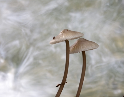 <i class='fa fa-user'></i>&nbsp;kiran&nbsp;|  Melksteelmycena&nbsp; <i class='fa fa-eye'>&nbsp;133</i> &nbsp; <i class='fa fa-comment-o'>&nbsp;3</i>