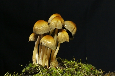 <i class='fa fa-user'></i>&nbsp;frbeuming&nbsp;|  Inktzwam sp.&nbsp; <i class='fa fa-eye'>&nbsp;124</i> &nbsp; <i class='fa fa-comment-o'>&nbsp;0</i>