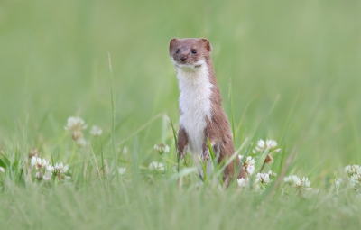 Ik zag een wezel of hermelijn de weg oversteken maar dat ging zo snel dat een foto niet mogelijk was. Wetende dat ze meestal ook wel weer terugkomen langs de weg gaan zitten en wachten maar. Niet heel veel later kwam opeens dit koppie boven het gras uitsteken. Erg leuk beestje en de eerste keer dat ik deze soort vast kon leggen.

Groeten, Thijs