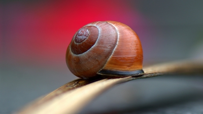 <i class='fa fa-user'></i>&nbsp;Bert Veerman&nbsp;|  Zwartgerande Tuinslak&nbsp; <i class='fa fa-eye'>&nbsp;119</i> &nbsp; <i class='fa fa-comment-o'>&nbsp;6</i>