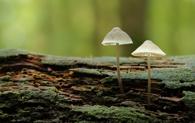 <i class='fa fa-user'></i>&nbsp;Ben Aalders&nbsp;|  Melksteelmycena&nbsp; <i class='fa fa-eye'>&nbsp;187</i> &nbsp;<i class='fa fa-thumbs-up'>&nbsp;5</i> &nbsp; <i class='fa fa-comment-o'>&nbsp;1</i>