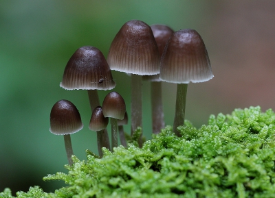 <i class='fa fa-user'></i>&nbsp;Ren�e de Kleijn&nbsp;|  Streepsteelmycena&nbsp; <i class='fa fa-eye'>&nbsp;174</i> &nbsp;<i class='fa fa-thumbs-up'>&nbsp;2</i> &nbsp; <i class='fa fa-comment-o'>&nbsp;6</i>