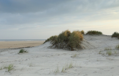 <i class='fa fa-user'></i>&nbsp;Ben Aalders&nbsp;|  Duinen&nbsp; <i class='fa fa-eye'>&nbsp;112</i> &nbsp; <i class='fa fa-comment-o'>&nbsp;5</i>