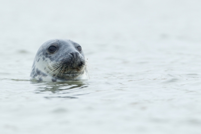 <i class='fa fa-user'></i>&nbsp;Arjen Drost&nbsp;|  Grijze Zeehond&nbsp; <i class='fa fa-eye'>&nbsp;141</i> &nbsp;<i class='fa fa-thumbs-up'>&nbsp;3</i> &nbsp; <i class='fa fa-comment-o'>&nbsp;4</i>