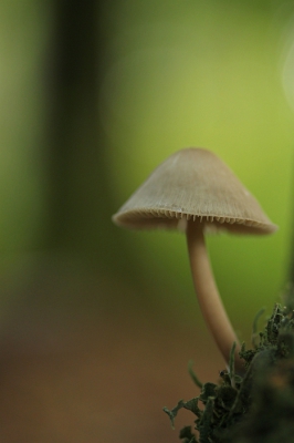 <i class='fa fa-user'></i>&nbsp;Tineke Strijbosch&nbsp;|  Streepsteelmycena&nbsp; <i class='fa fa-eye'>&nbsp;117</i> &nbsp; <i class='fa fa-comment-o'>&nbsp;2</i>
