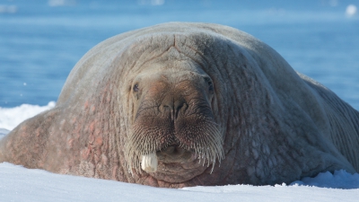 <i class='fa fa-user'></i>&nbsp;Arjen Drost&nbsp;|  Walrus&nbsp; <i class='fa fa-eye'>&nbsp;168</i> &nbsp;<i class='fa fa-thumbs-up'>&nbsp;1</i> &nbsp; <i class='fa fa-comment-o'>&nbsp;5</i>