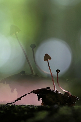 <i class='fa fa-user'></i>&nbsp;YvonneYfra&nbsp;|  Mycena sp.&nbsp; <i class='fa fa-eye'>&nbsp;160</i> &nbsp;<i class='fa fa-thumbs-up'>&nbsp;7</i> &nbsp; <i class='fa fa-comment-o'>&nbsp;5</i>
