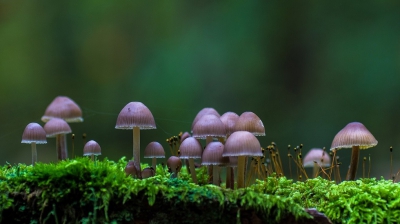 <i class='fa fa-user'></i>&nbsp;phoogendijk&nbsp;|  Streepsteelmycena&nbsp; <i class='fa fa-eye'>&nbsp;147</i> &nbsp; <i class='fa fa-comment-o'>&nbsp;2</i>
