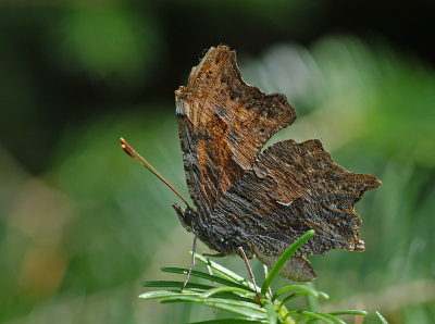 <i class='fa fa-user'></i> Jan Luit | Polygonia progne  <i class='fa fa-eye'> 130</i>   <i class='fa fa-comment-o'> 3</i>