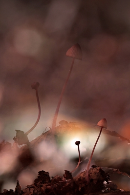 <i class='fa fa-user'></i>&nbsp;YvonneYfra&nbsp;|  Mycena sp.&nbsp; <i class='fa fa-eye'>&nbsp;168</i> &nbsp;<i class='fa fa-thumbs-up'>&nbsp;3</i> &nbsp; <i class='fa fa-comment-o'>&nbsp;11</i>