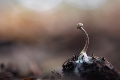 <i class='fa fa-user'></i>&nbsp;boerke&nbsp;|  Mycena sp.&nbsp; <i class='fa fa-eye'>&nbsp;112</i> &nbsp;<i class='fa fa-thumbs-up'>&nbsp;1</i> &nbsp; <i class='fa fa-comment-o'>&nbsp;0</i>