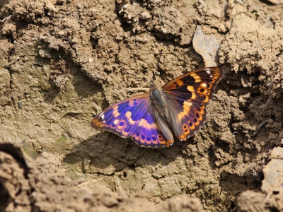 <i class='fa fa-user'></i>&nbsp;Ad Sprang&nbsp;|  Kleine Weerschijnvlinder&nbsp; <i class='fa fa-eye'>&nbsp;273</i> &nbsp;<i class='fa fa-thumbs-up'>&nbsp;10</i> &nbsp; <i class='fa fa-comment-o'>&nbsp;14</i>