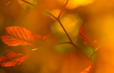 <i class='fa fa-user'></i>&nbsp;nelappelmelk&nbsp;|  Herfstimpressie&nbsp; <i class='fa fa-eye'>&nbsp;141</i> &nbsp;<i class='fa fa-thumbs-up'>&nbsp;2</i> &nbsp; <i class='fa fa-comment-o'>&nbsp;6</i>