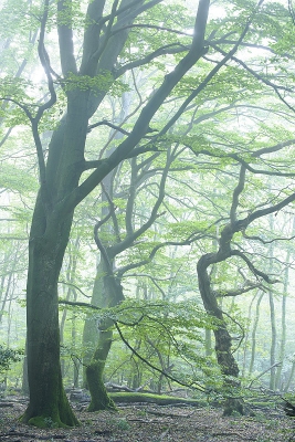 <i class='fa fa-user'></i>&nbsp;Jody Z&nbsp;|  Speulderbos&nbsp; <i class='fa fa-eye'>&nbsp;194</i> &nbsp;<i class='fa fa-thumbs-up'>&nbsp;12</i> &nbsp; <i class='fa fa-comment-o'>&nbsp;14</i>