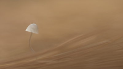 <i class='fa fa-user'></i>&nbsp;daan de vos&nbsp;|  Mycena sp.&nbsp; <i class='fa fa-eye'>&nbsp;167</i> &nbsp;<i class='fa fa-thumbs-up'>&nbsp;9</i> &nbsp; <i class='fa fa-comment-o'>&nbsp;4</i>