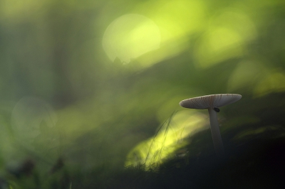 <i class='fa fa-user'></i>&nbsp;Sam Dijkstra&nbsp;|  Russula sp.&nbsp; <i class='fa fa-eye'>&nbsp;211</i> &nbsp;<i class='fa fa-thumbs-up'>&nbsp;12</i> &nbsp; <i class='fa fa-comment-o'>&nbsp;13</i>