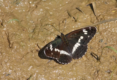 <i class='fa fa-user'></i>&nbsp;Ad Sprang&nbsp;|  Kleine IJsvogelvlinder&nbsp; <i class='fa fa-eye'>&nbsp;129</i> &nbsp; <i class='fa fa-comment-o'>&nbsp;5</i>