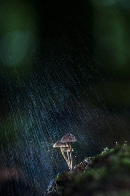 <i class='fa fa-user'></i>&nbsp;Matthijs&nbsp;|  Mycena sp.&nbsp; <i class='fa fa-eye'>&nbsp;274</i> &nbsp;<i class='fa fa-thumbs-up'>&nbsp;9</i> &nbsp; <i class='fa fa-comment-o'>&nbsp;14</i>