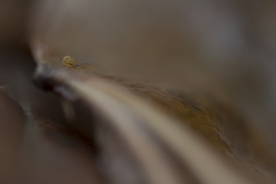 <i class='fa fa-user'></i>&nbsp;daan de vos&nbsp;|  Dicyrtomina ornata&nbsp; <i class='fa fa-eye'>&nbsp;193</i> &nbsp;<i class='fa fa-thumbs-up'>&nbsp;8</i> &nbsp; <i class='fa fa-comment-o'>&nbsp;5</i>