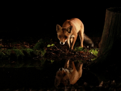 Nachtopname vanuit tent van jonge rekel bij watertje met gebruik van kunstlicht na aantal maanden voorbereiding.
Voor meer foto's van de serie: http://www.natuurpictures.nl/blog/21939/En_de_vos_heet_.blog