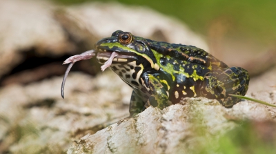 Deze dag zagen wij iets wat wij nog nooit eerder hadden gezien. Deze bastaardkikker ving een levende jonge bosmuis, sprong in een beweging  ermee in de vijver, verdronk de muis en kwam na enige tijd met de inmiddels dode muis weer boven water. Daar werd de jonge bosmuis in z'n geheel naar binnen gewerkt.