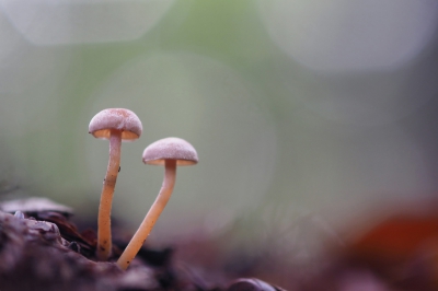 <i class='fa fa-user'></i>&nbsp;boerke&nbsp;|  Psathyrella sp.&nbsp; <i class='fa fa-eye'>&nbsp;150</i> &nbsp;<i class='fa fa-thumbs-up'>&nbsp;2</i> &nbsp; <i class='fa fa-comment-o'>&nbsp;2</i>