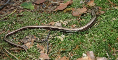 <i class='fa fa-user'></i>&nbsp;Ben Aalders&nbsp;|  Hazelworm&nbsp; <i class='fa fa-eye'>&nbsp;219</i> &nbsp;<i class='fa fa-thumbs-up'>&nbsp;2</i> &nbsp; <i class='fa fa-comment-o'>&nbsp;2</i>