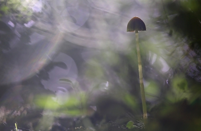<i class='fa fa-user'></i>&nbsp;Pieter  LJ&nbsp;|  Mycena sp.&nbsp; <i class='fa fa-eye'>&nbsp;196</i> &nbsp;<i class='fa fa-thumbs-up'>&nbsp;4</i> &nbsp; <i class='fa fa-comment-o'>&nbsp;7</i>