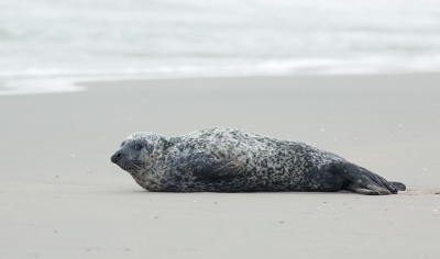 <i class='fa fa-user'></i>&nbsp;nelappelmelk&nbsp;|  Gewone Zeehond&nbsp; <i class='fa fa-eye'>&nbsp;159</i> &nbsp;<i class='fa fa-thumbs-up'>&nbsp;3</i> &nbsp; <i class='fa fa-comment-o'>&nbsp;5</i>