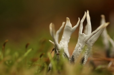 <i class='fa fa-user'></i>&nbsp;Ben Aalders&nbsp;|  Geweizwam&nbsp; <i class='fa fa-eye'>&nbsp;124</i> &nbsp; <i class='fa fa-comment-o'>&nbsp;2</i>